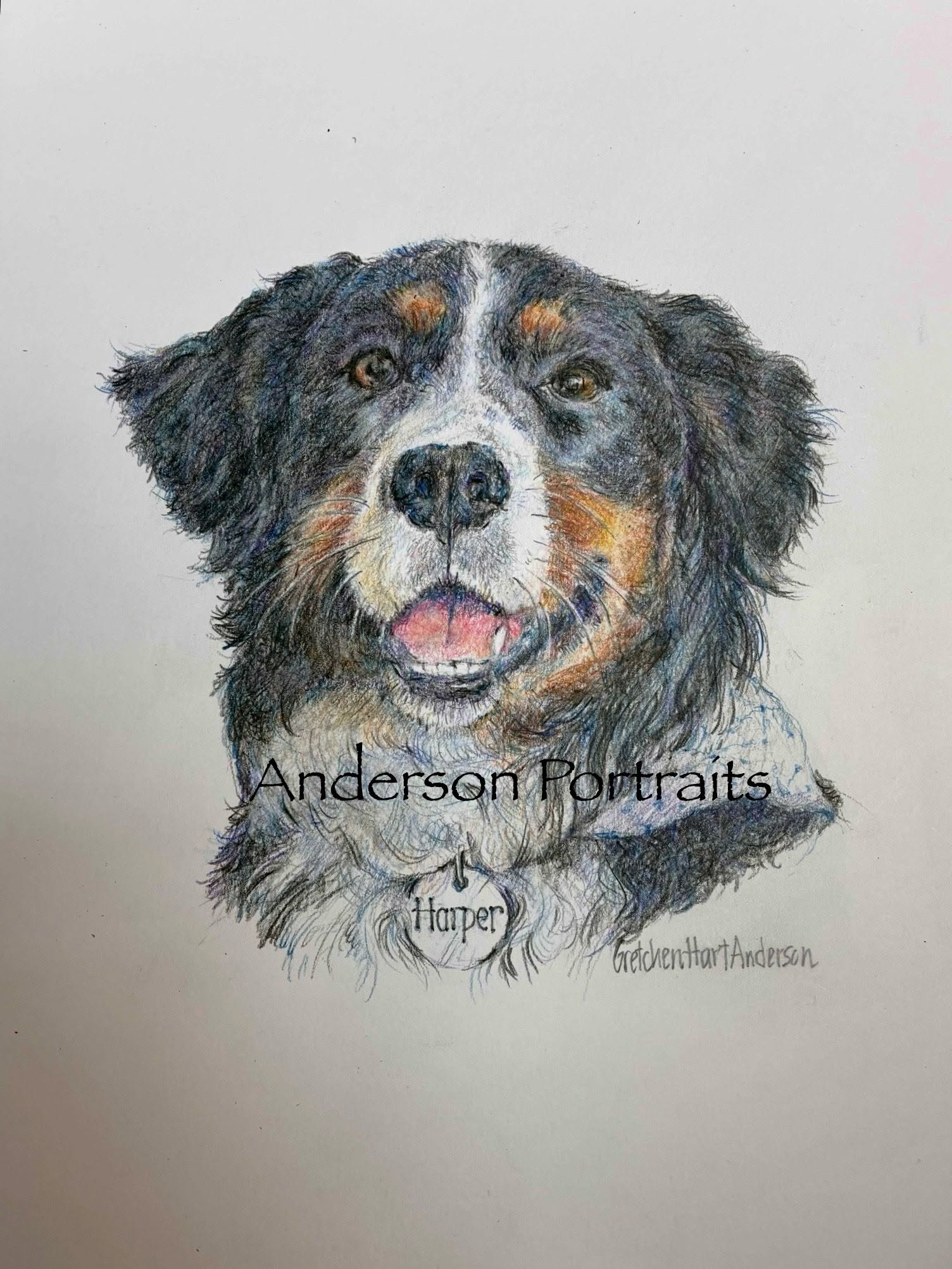 Colored-pencil portrait of Harper, a black, white and tan dog