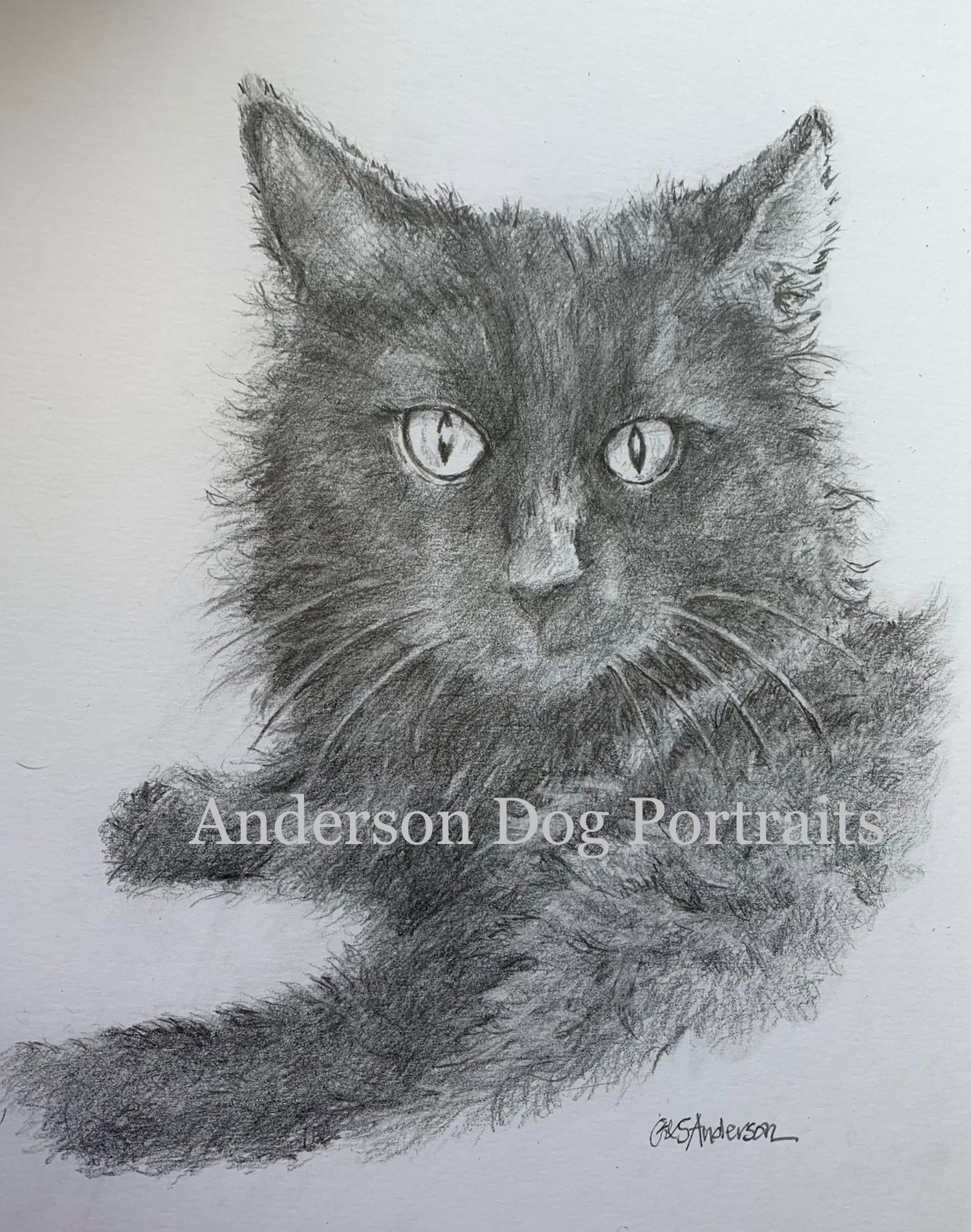 Pencil portrait of Batman, a black cat with bright eyes