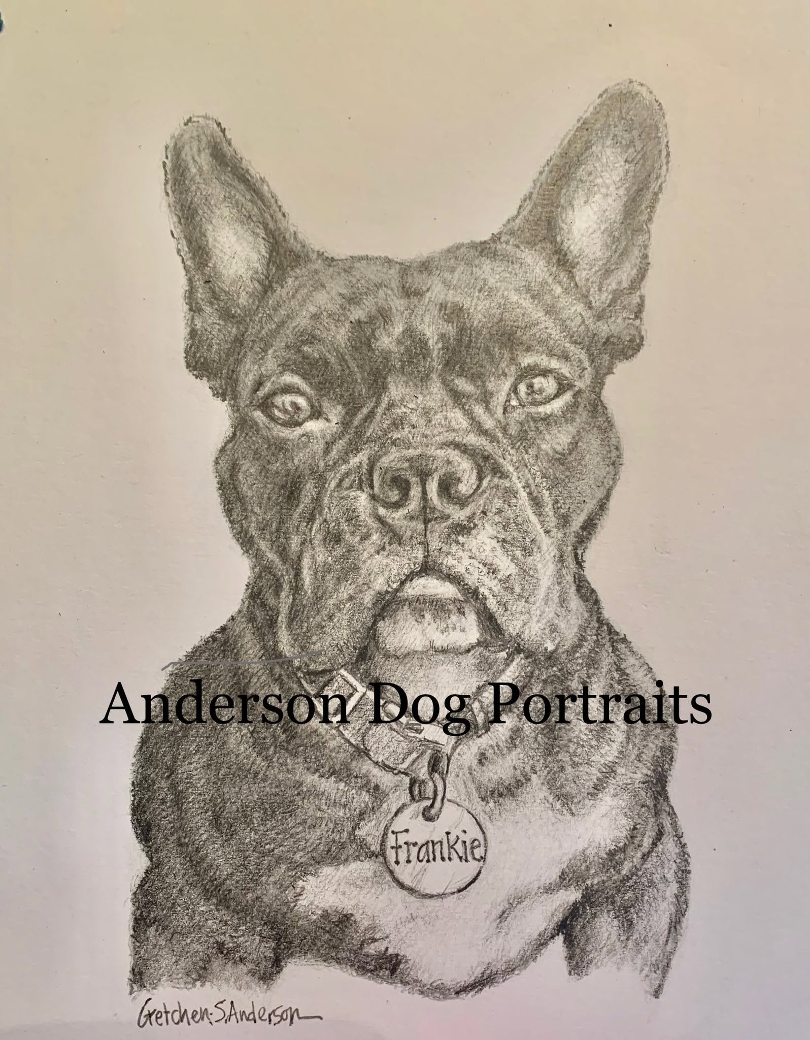 Pencil portrait of Frankie, a dog with upright ears