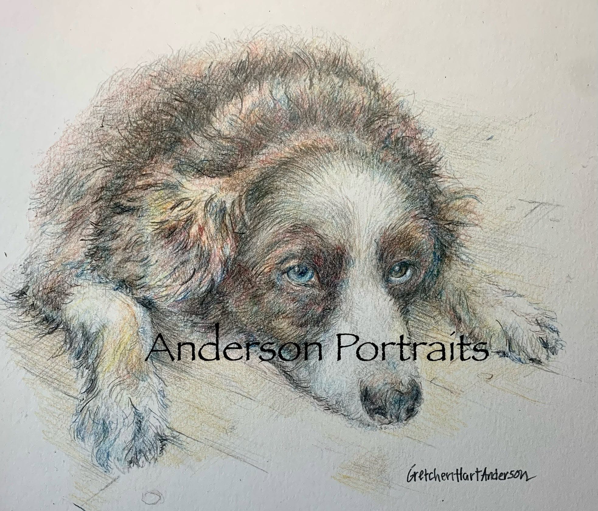 Colored-pencil portrait of a resting brown and white dog